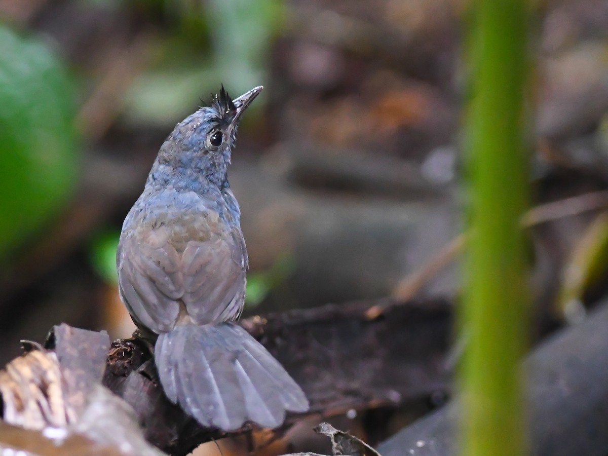 Slaty Bristlefront - ML620646006