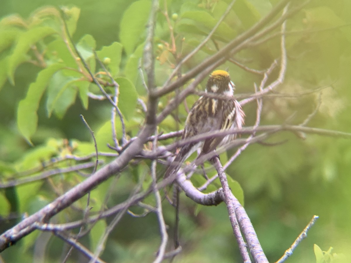 Chestnut-sided Warbler - ML620646009