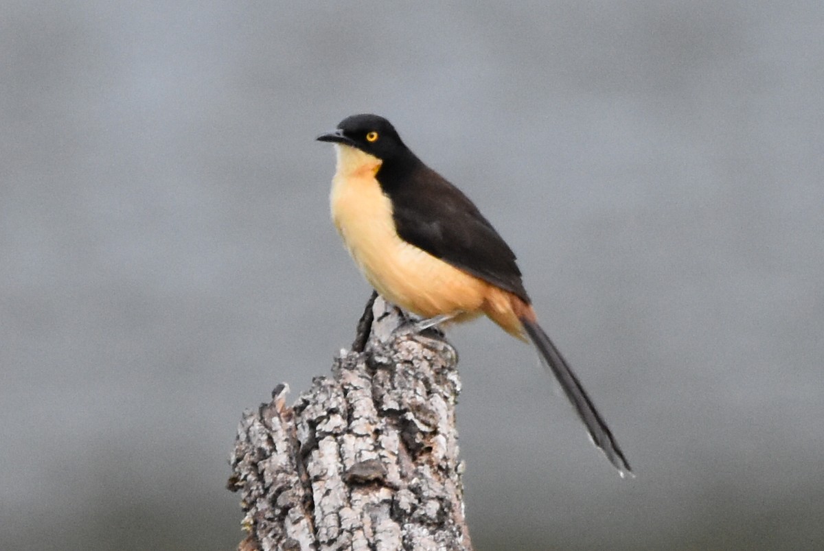 Black-capped Donacobius - ML620646016