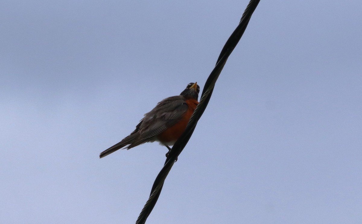 American Robin - ML620646017