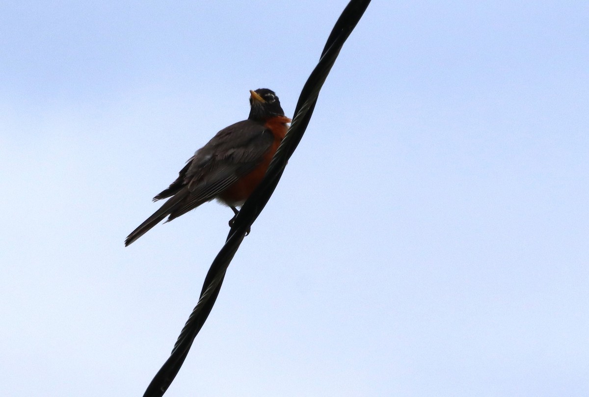 American Robin - ML620646018