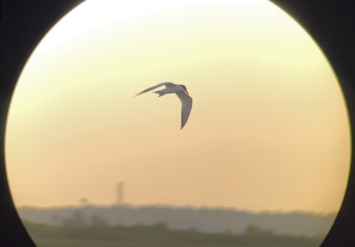 Gull-billed Tern - ML620646029