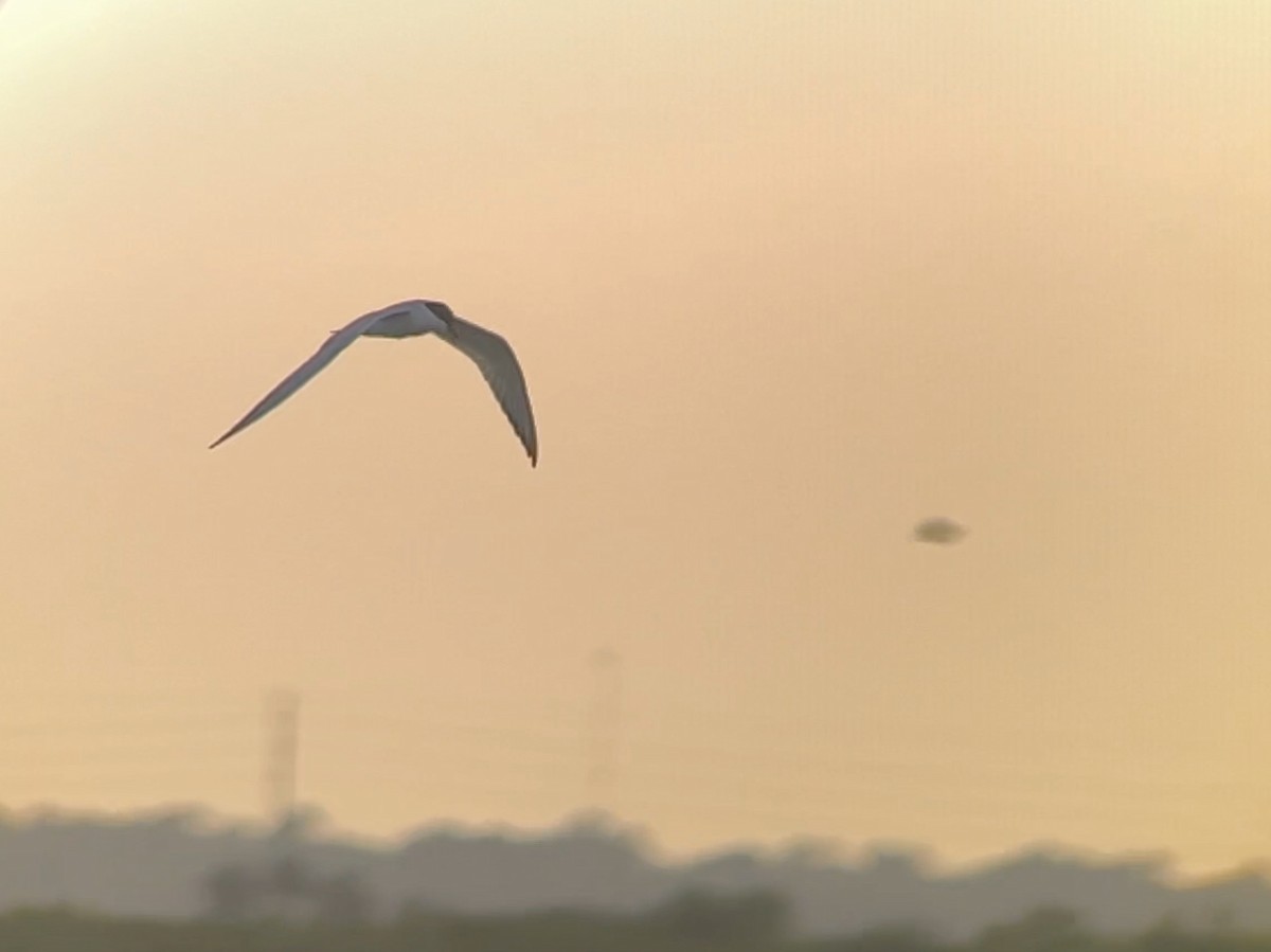 Gull-billed Tern - ML620646030