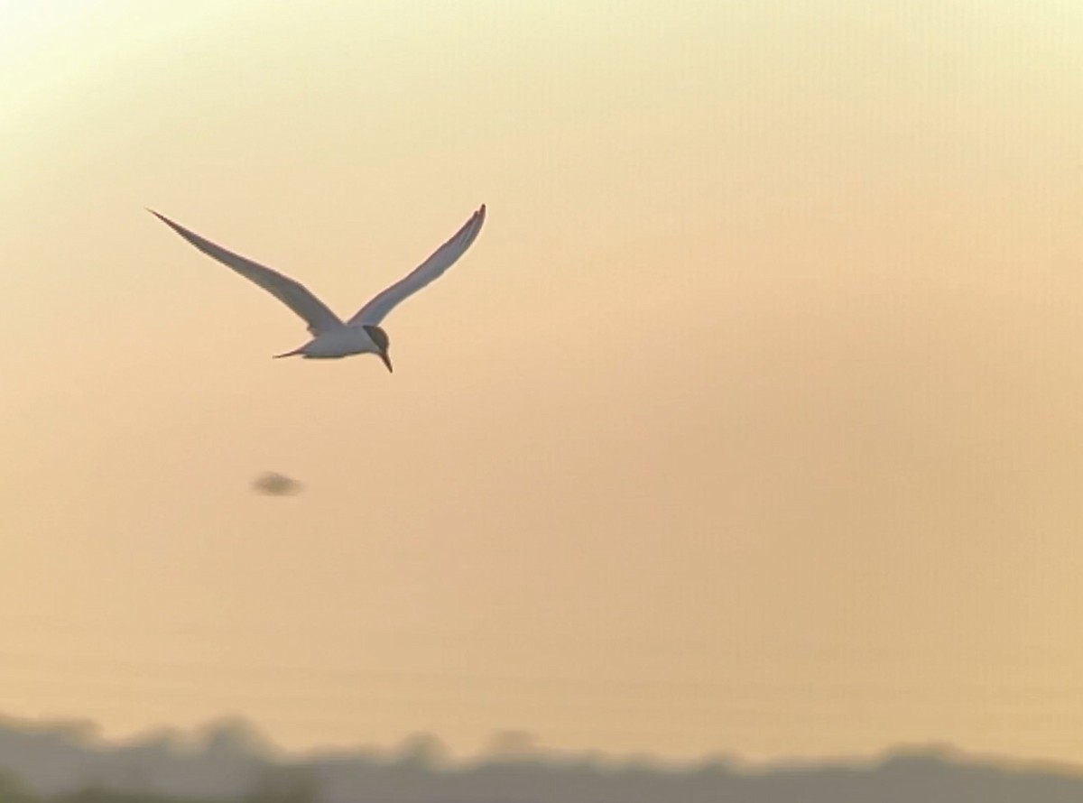 Gull-billed Tern - ML620646031