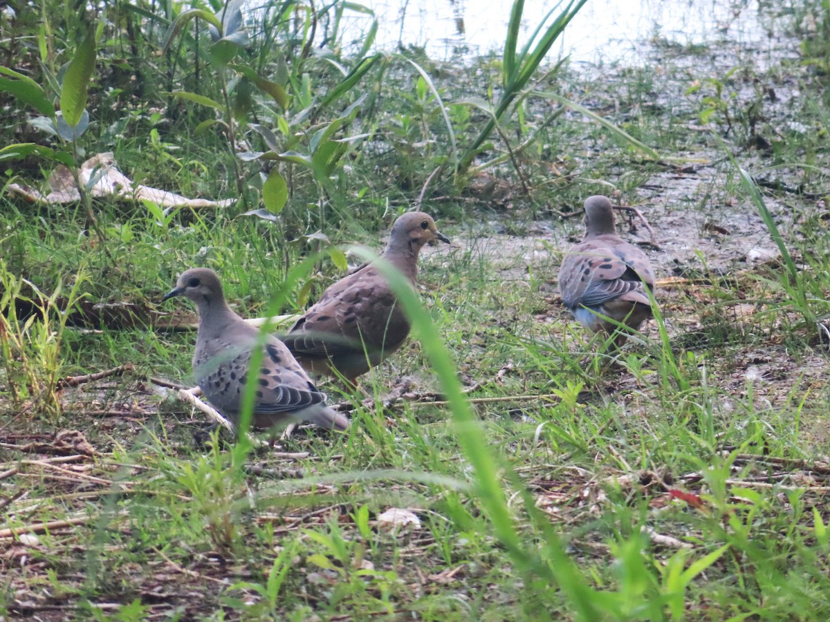 Mourning Dove - ML620646037