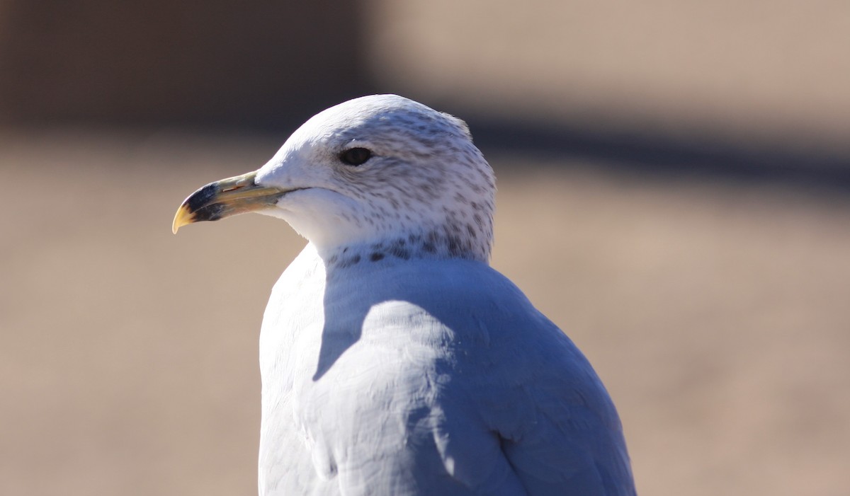 Ring-billed Gull - ML620646038