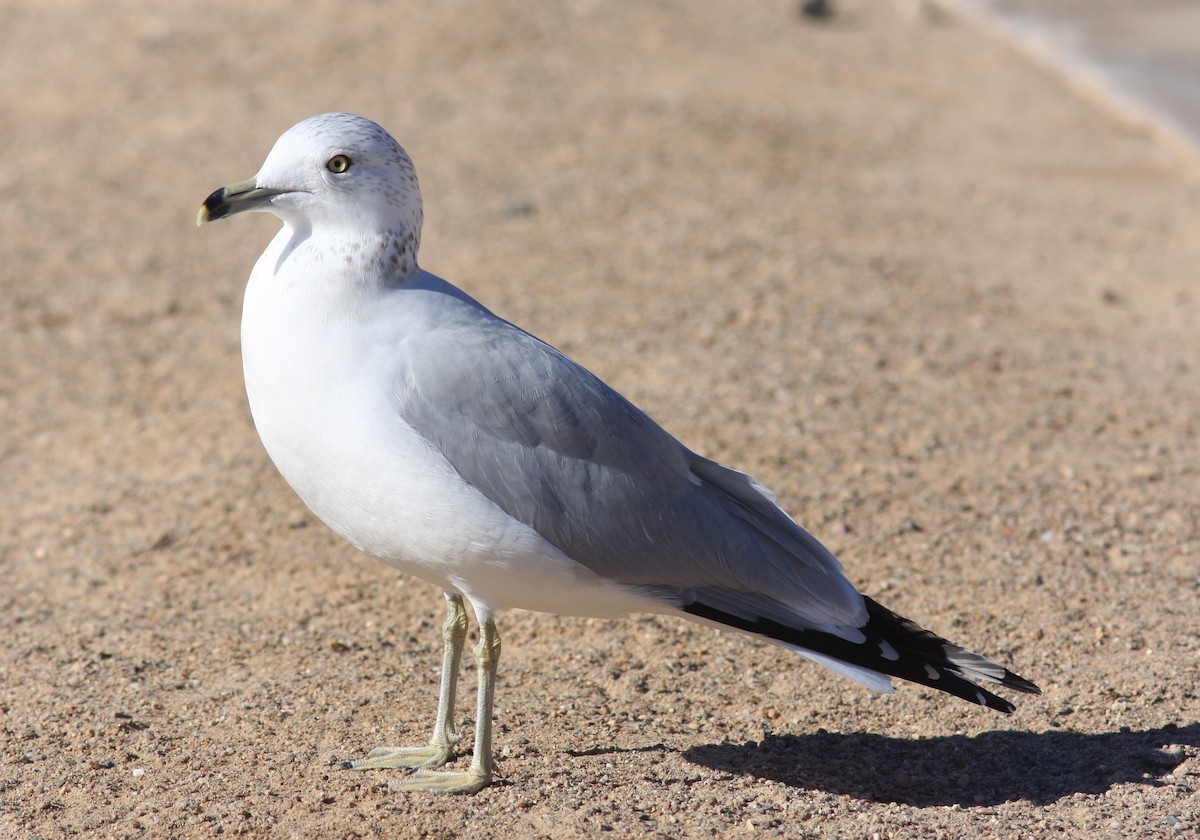 Ring-billed Gull - ML620646041