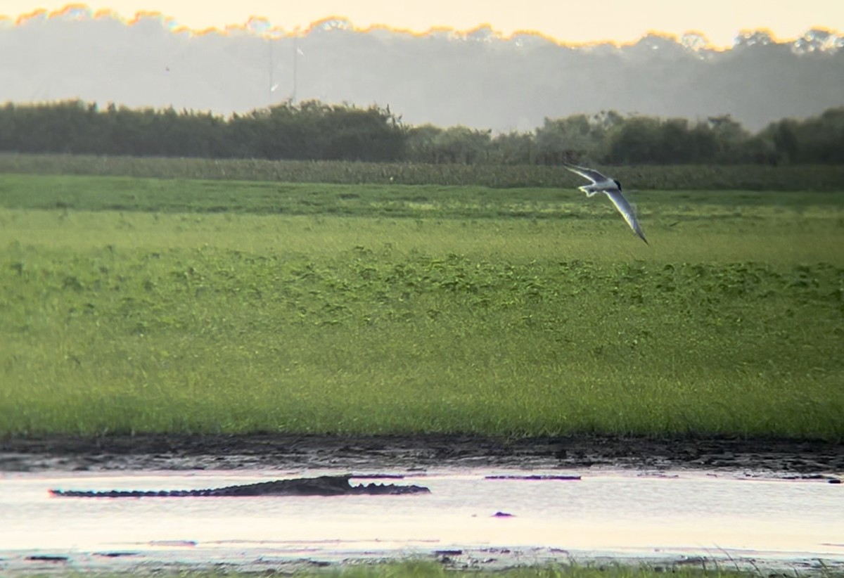 Gull-billed Tern - ML620646047