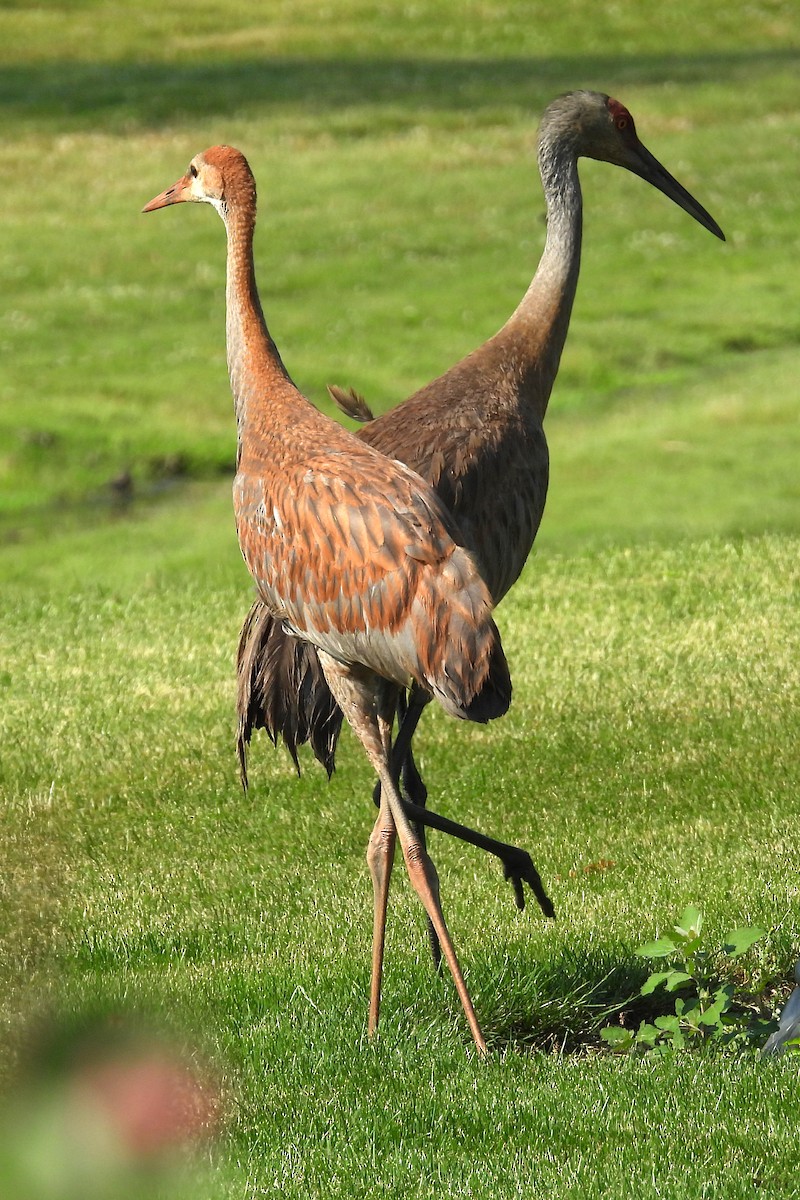 Sandhill Crane - ML620646048