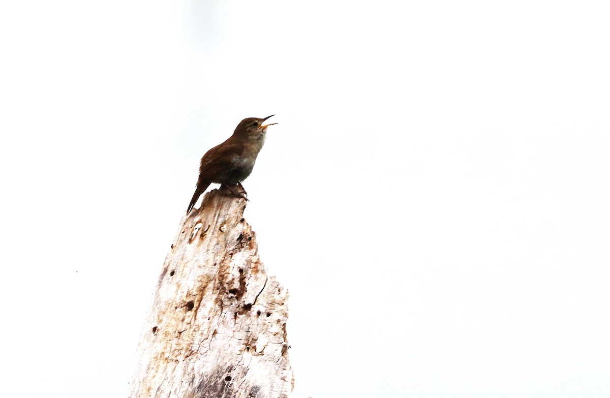 House Wren - ML620646049