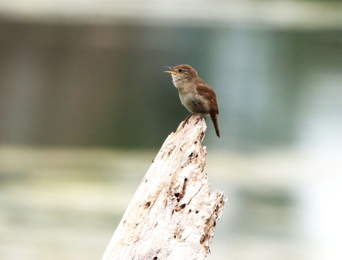 House Wren - ML620646050