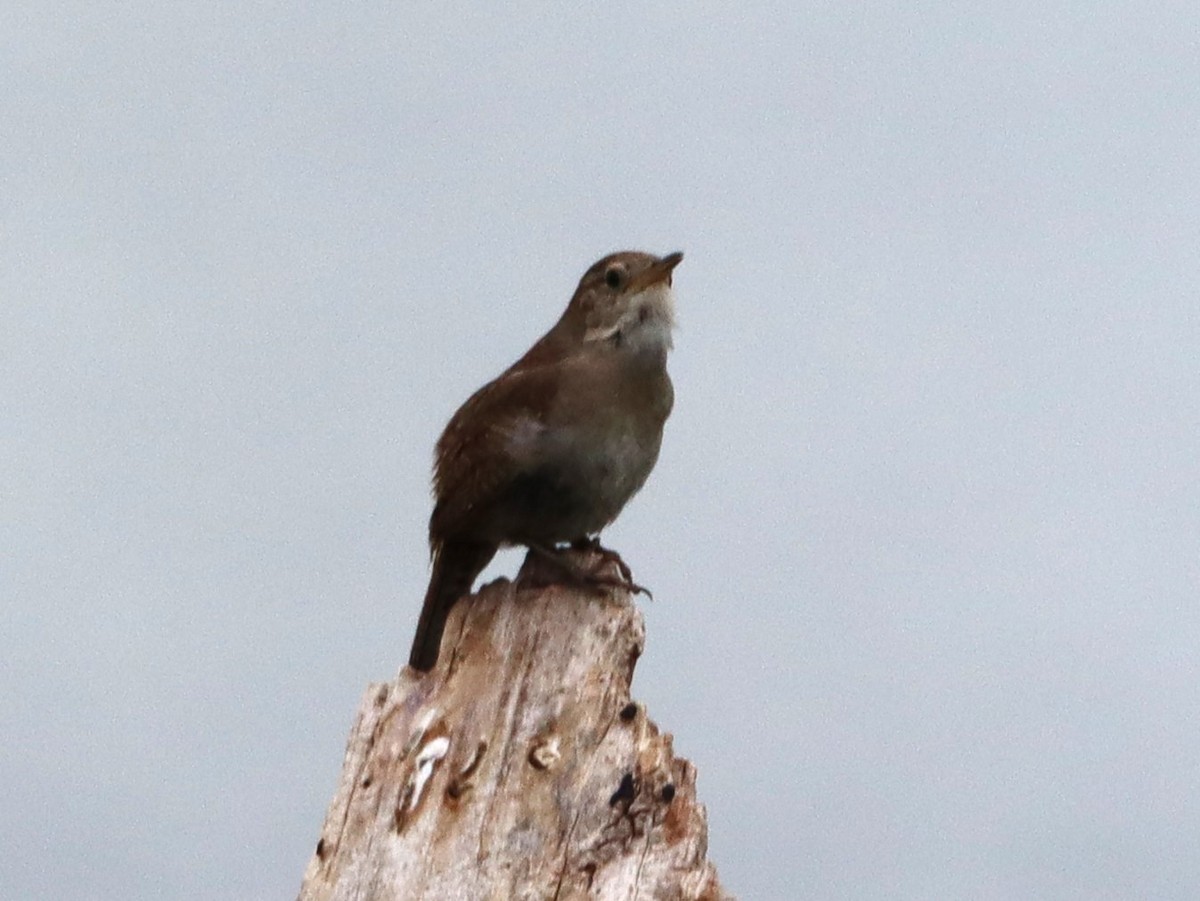 Chochín Criollo - ML620646051