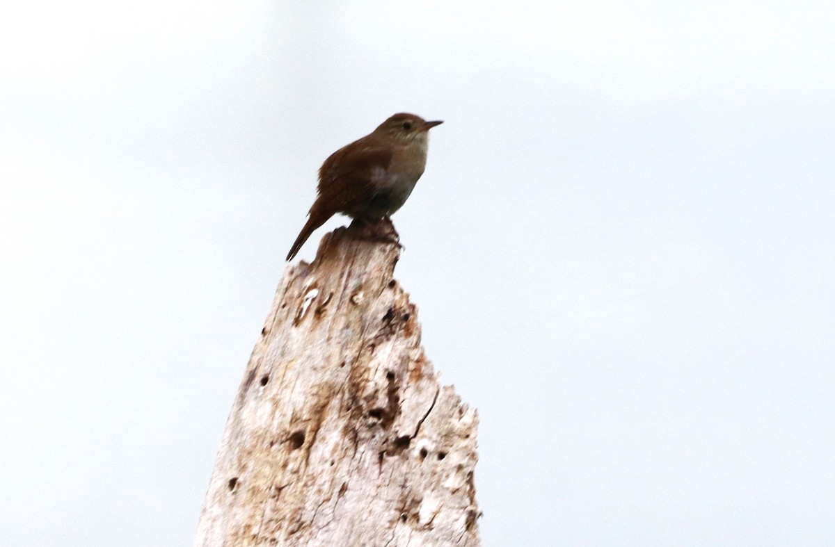 House Wren - ML620646052