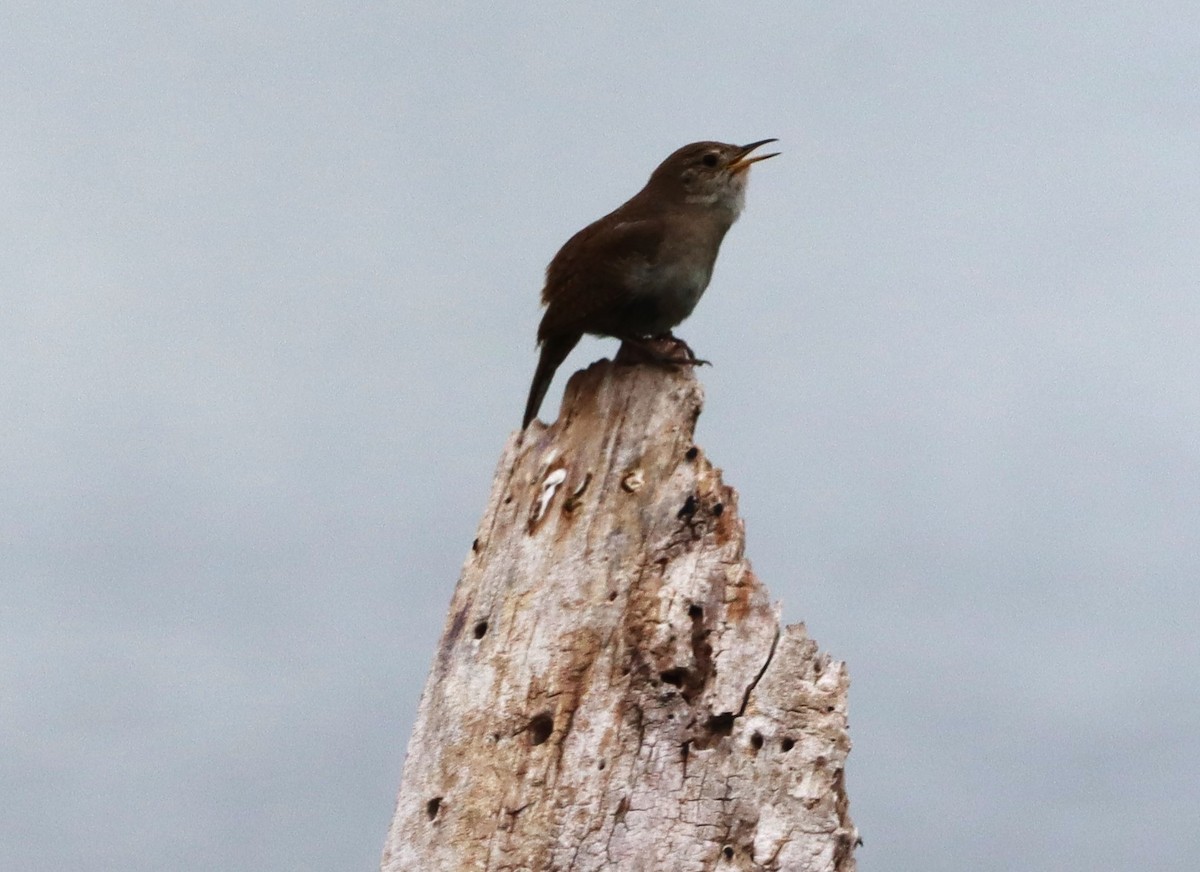 House Wren - ML620646053