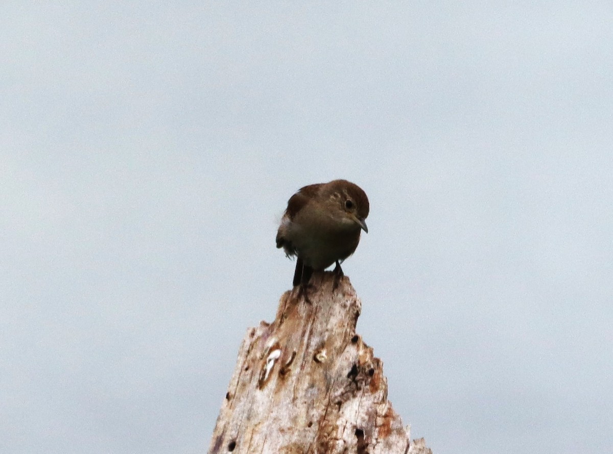 House Wren - ML620646054