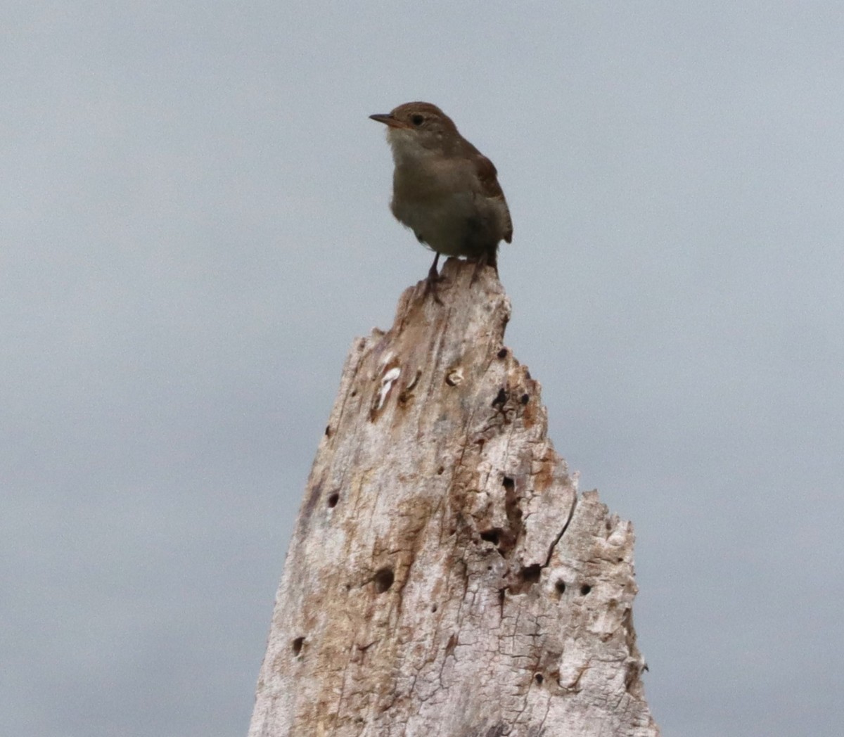 House Wren - ML620646055