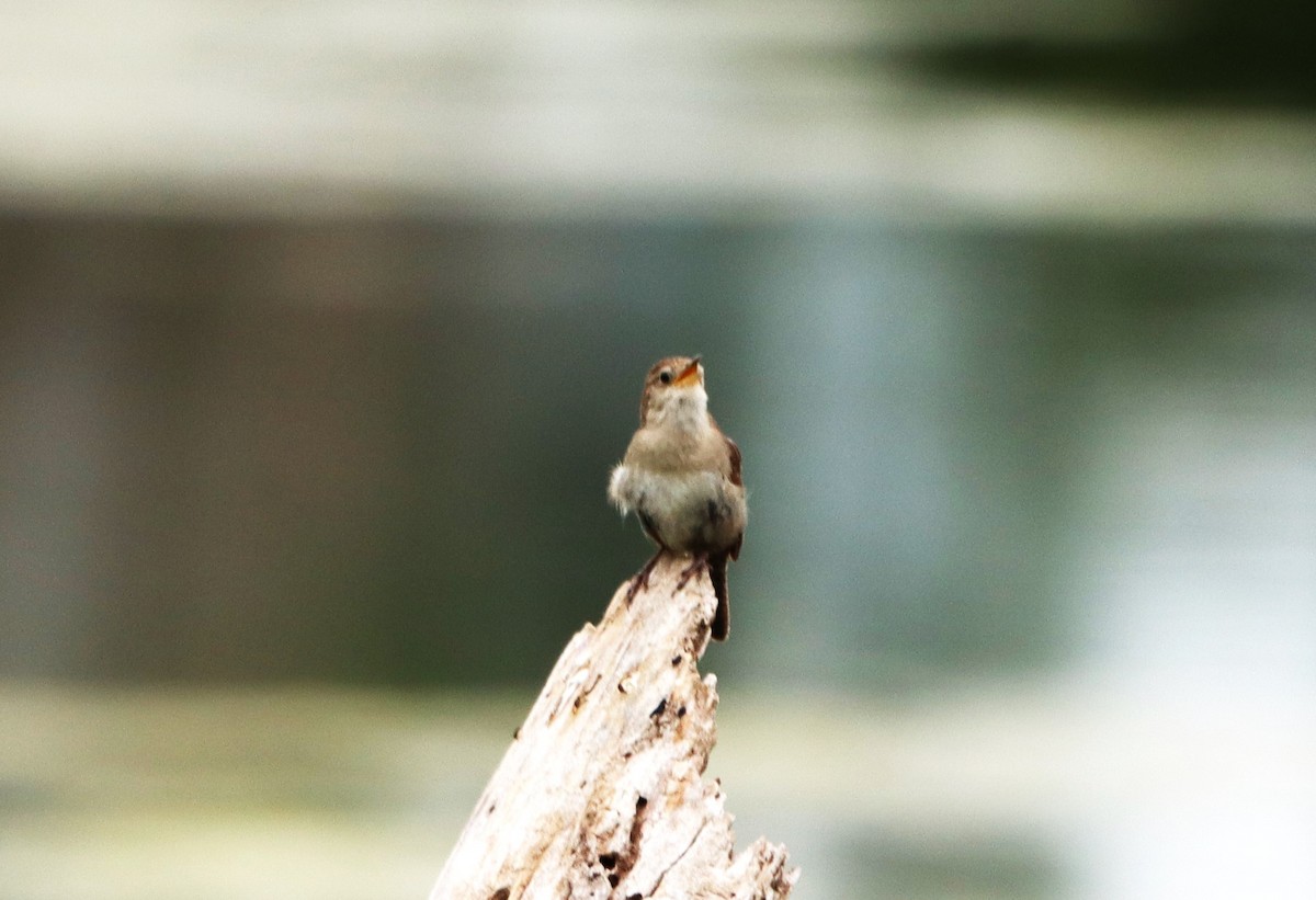 House Wren - Charlotte Croshaw