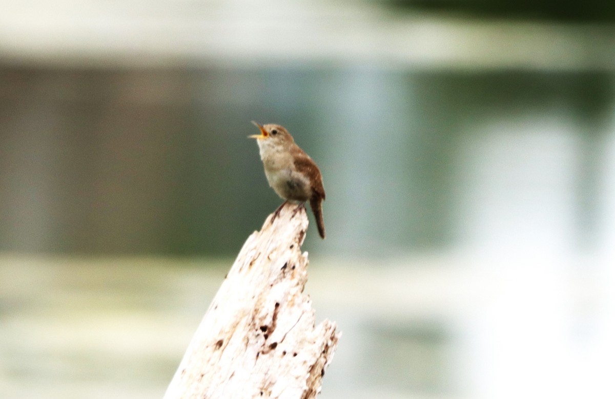 House Wren - Charlotte Croshaw