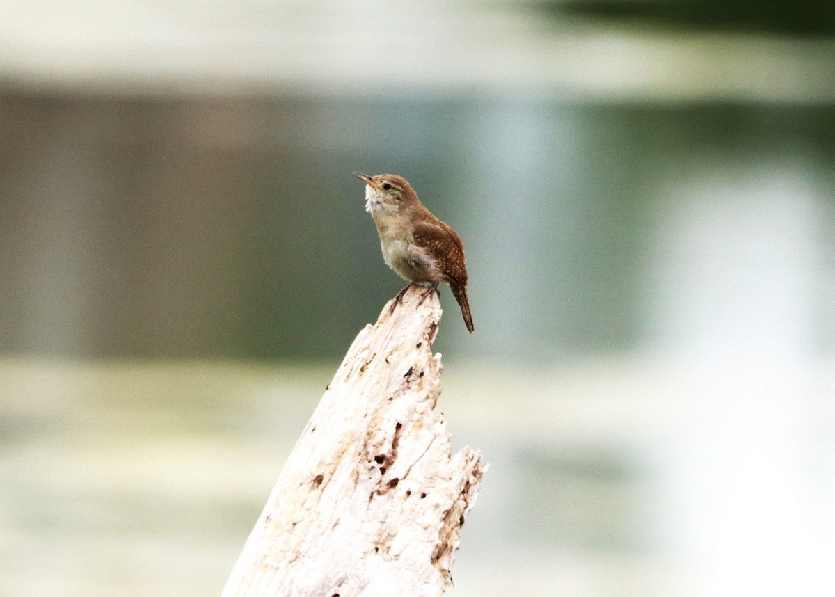 House Wren - ML620646058