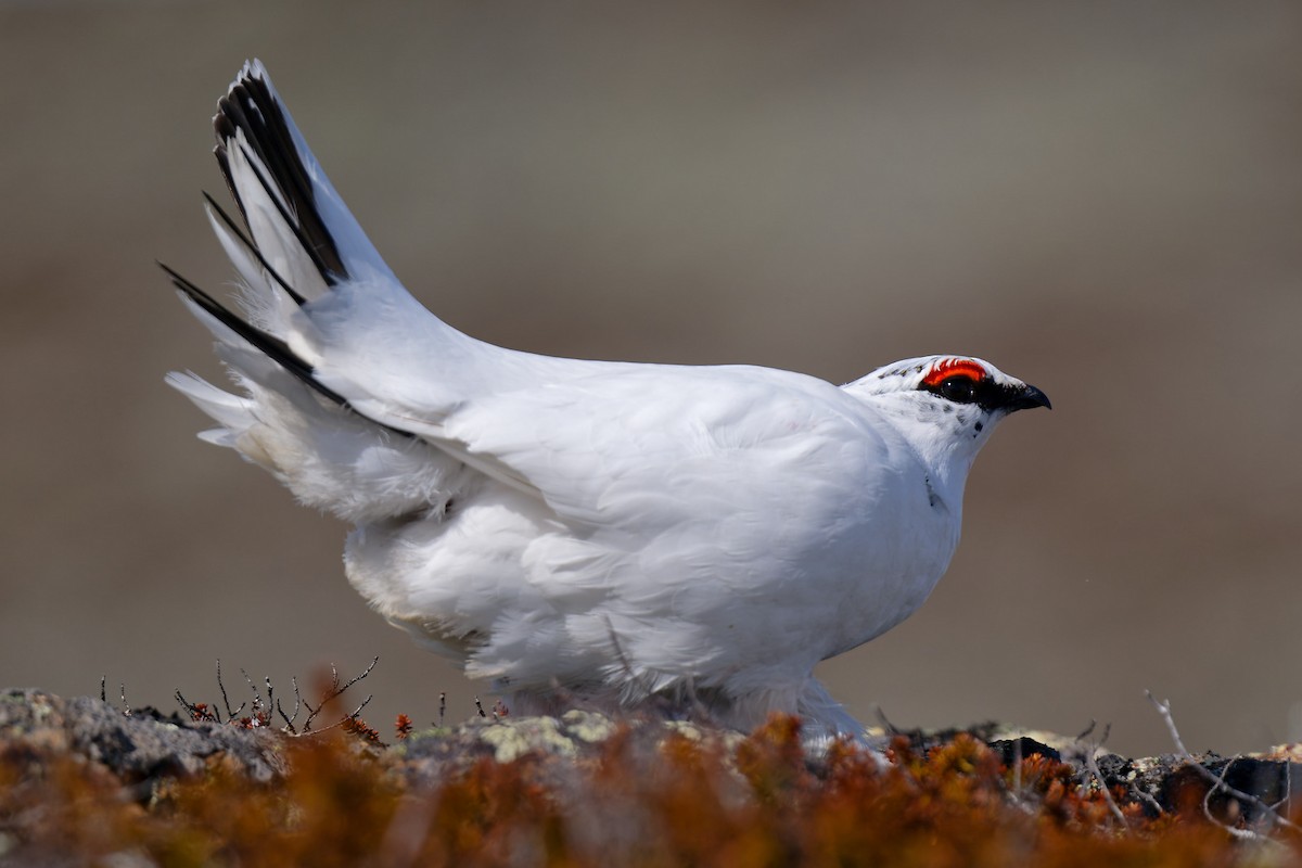 Alpenschneehuhn - ML620646059