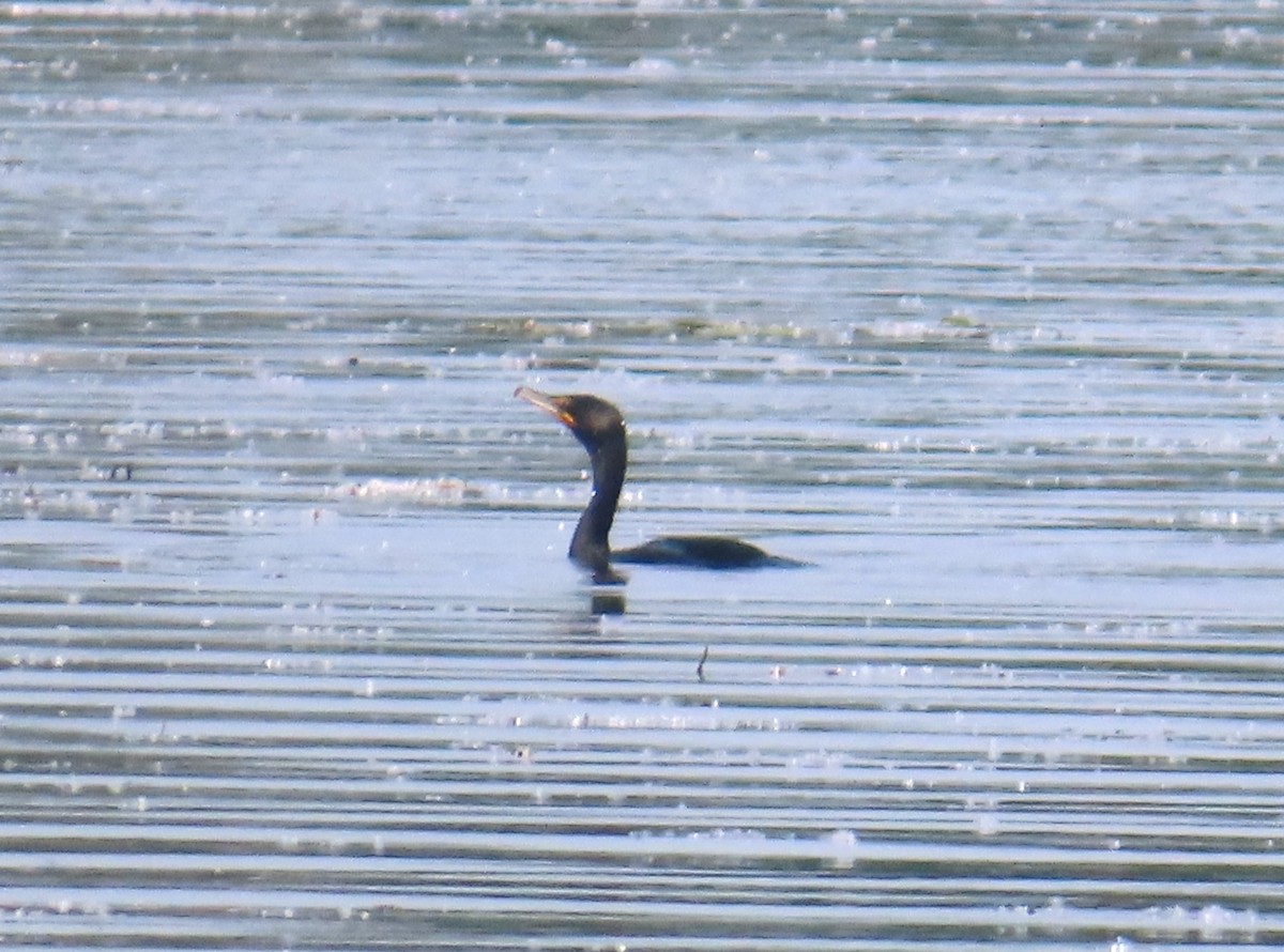 Double-crested Cormorant - ML620646061