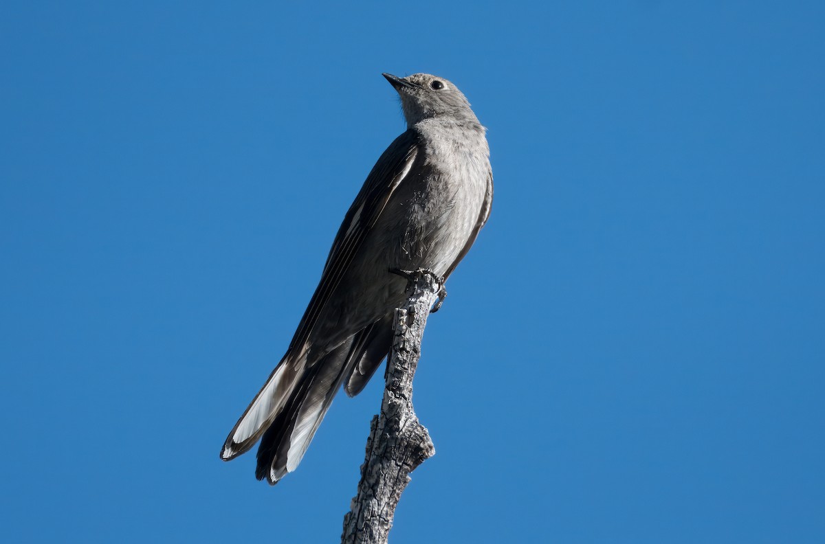 Townsend's Solitaire - ML620646062