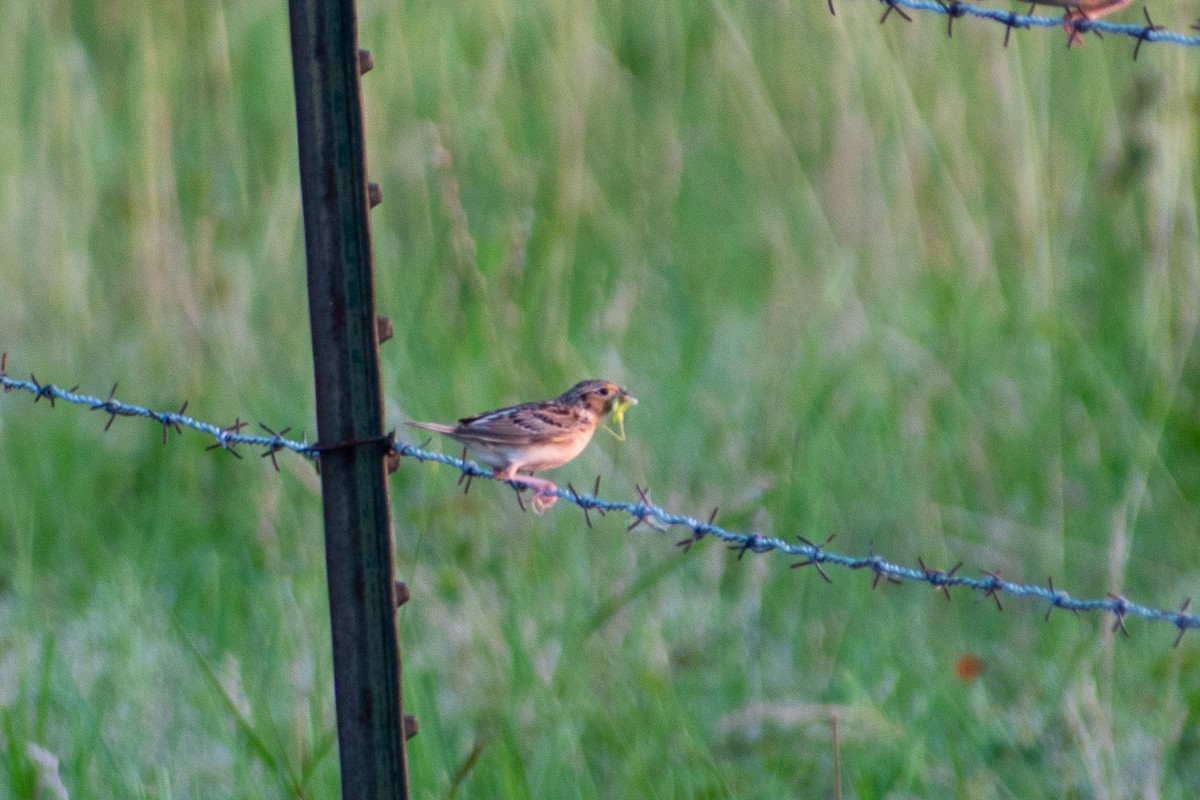 Grasshopper Sparrow - ML620646069