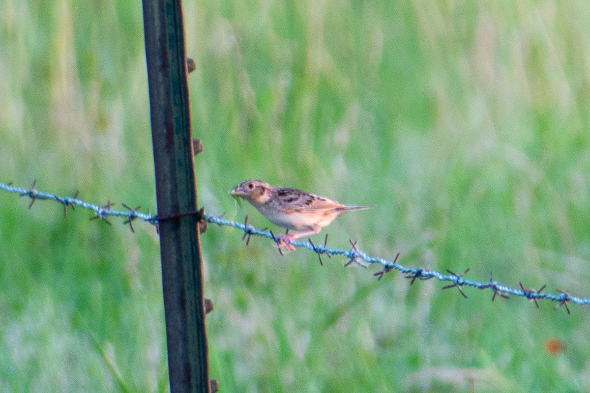 Grasshopper Sparrow - ML620646070