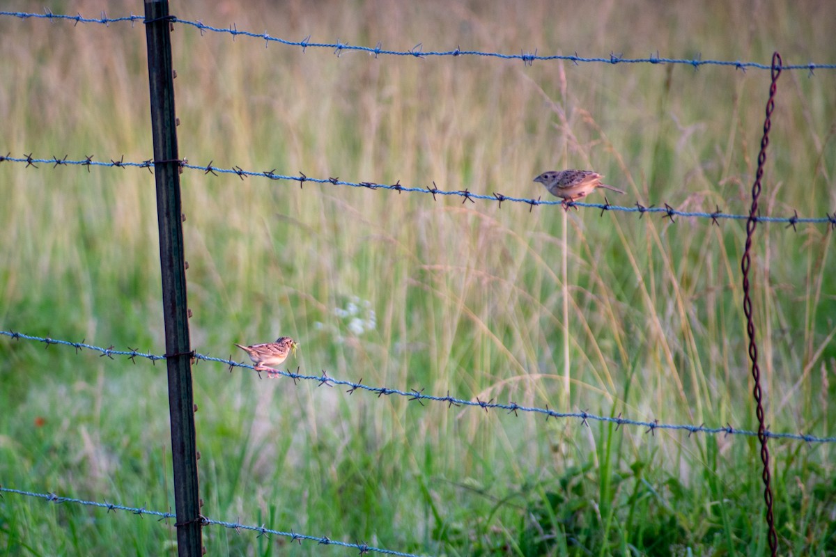 Grasshopper Sparrow - ML620646073