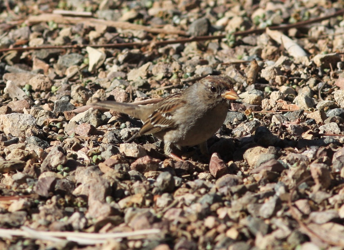 White-crowned Sparrow (Gambel's) - ML620646088