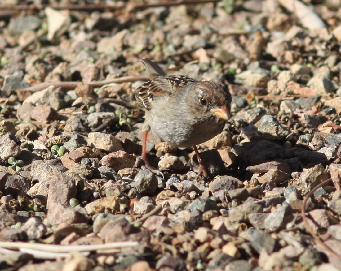 White-crowned Sparrow (Gambel's) - ML620646089