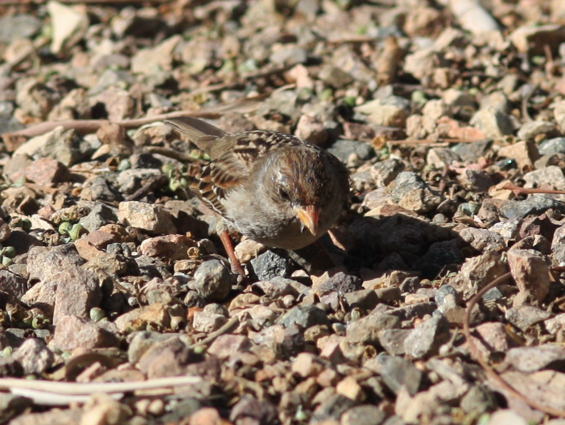 White-crowned Sparrow (Gambel's) - ML620646090