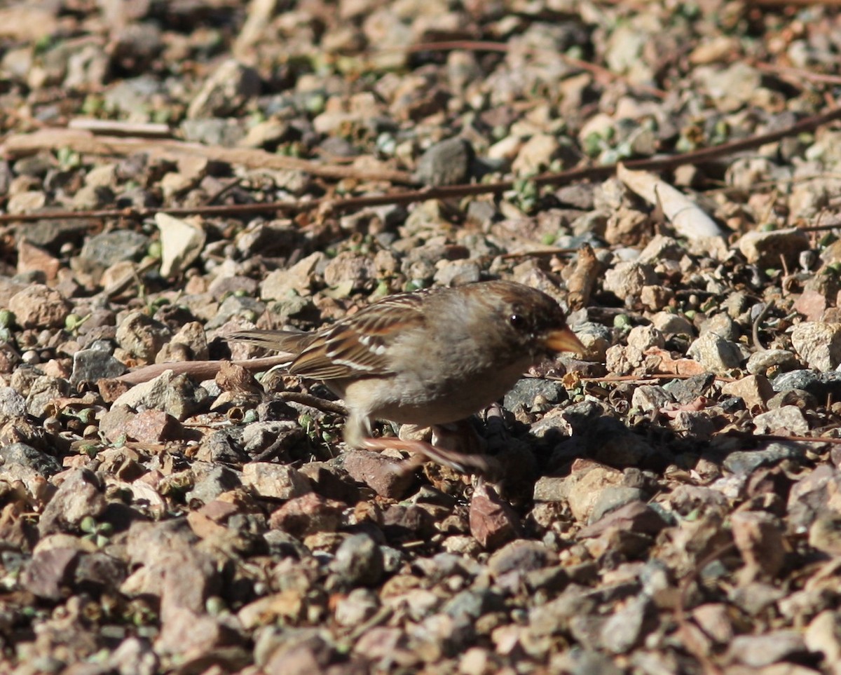 White-crowned Sparrow (Gambel's) - ML620646091