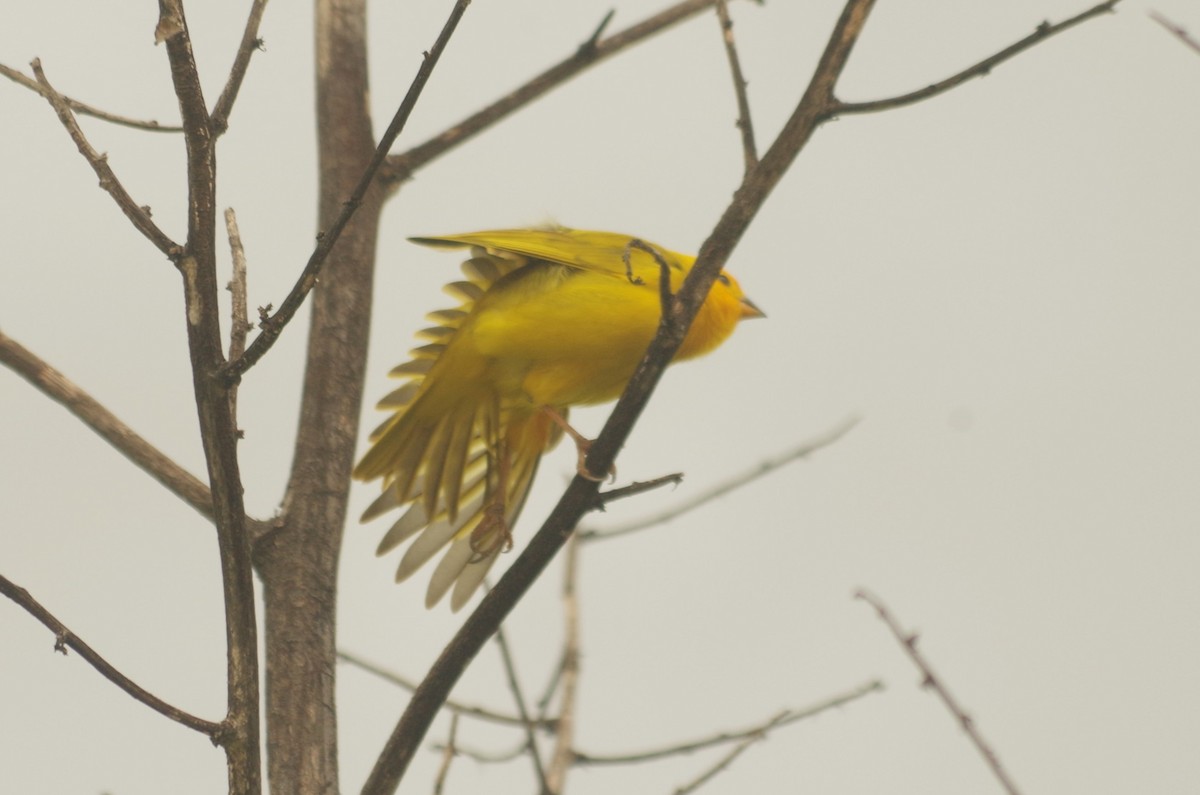 Saffron Finch - ML620646093