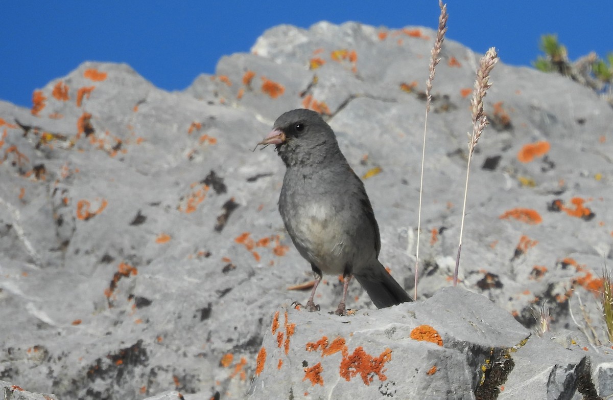 Junco ardoisé - ML620646096