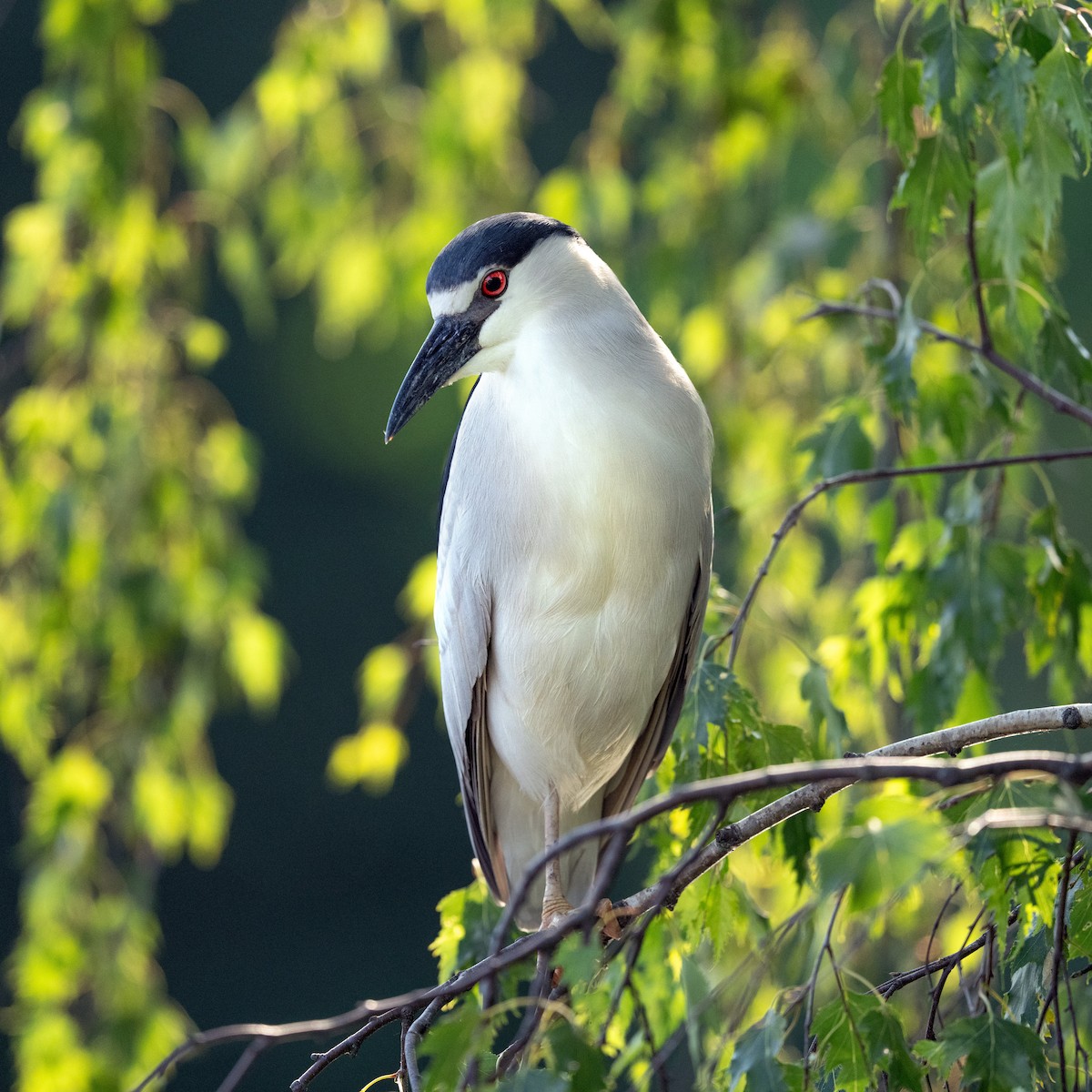 Black-crowned Night Heron - ML620646097