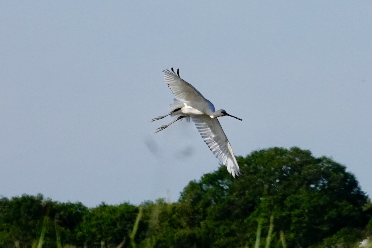 Eurasian Spoonbill - ML620646104