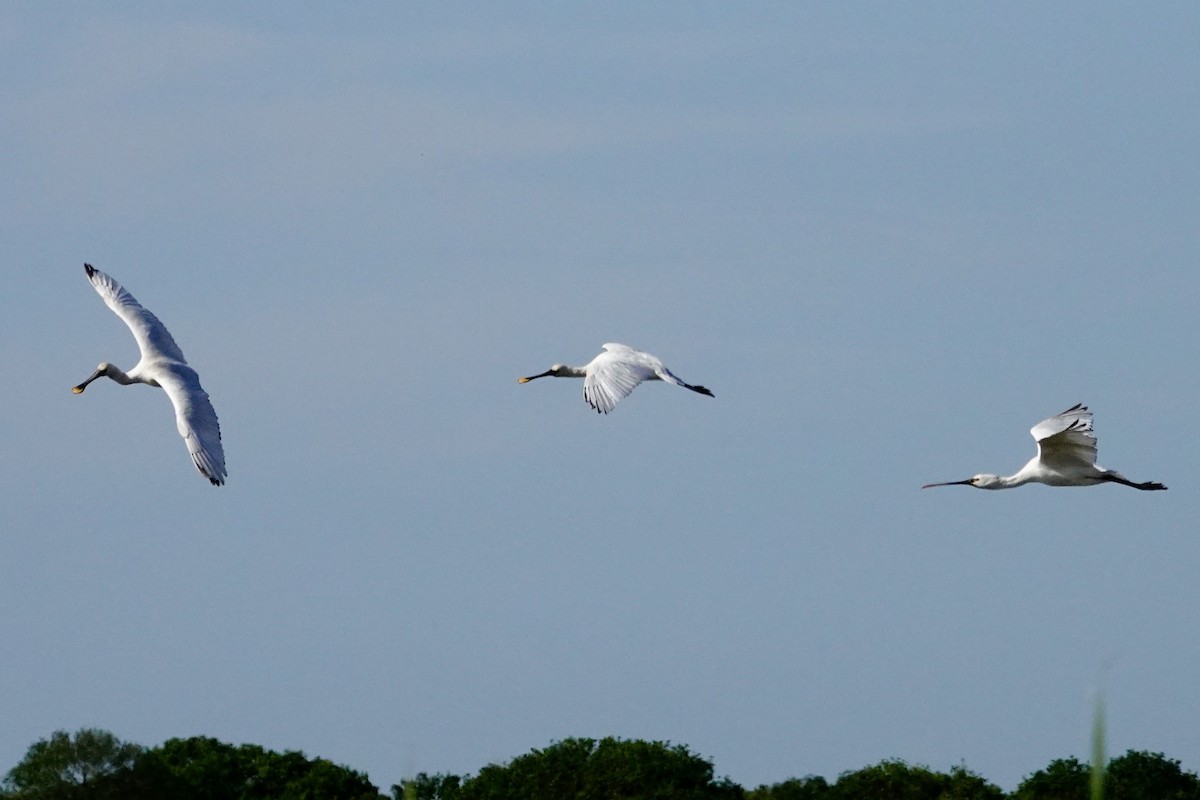 Eurasian Spoonbill - ML620646106