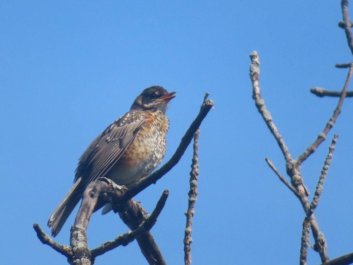 American Robin - ML620646107