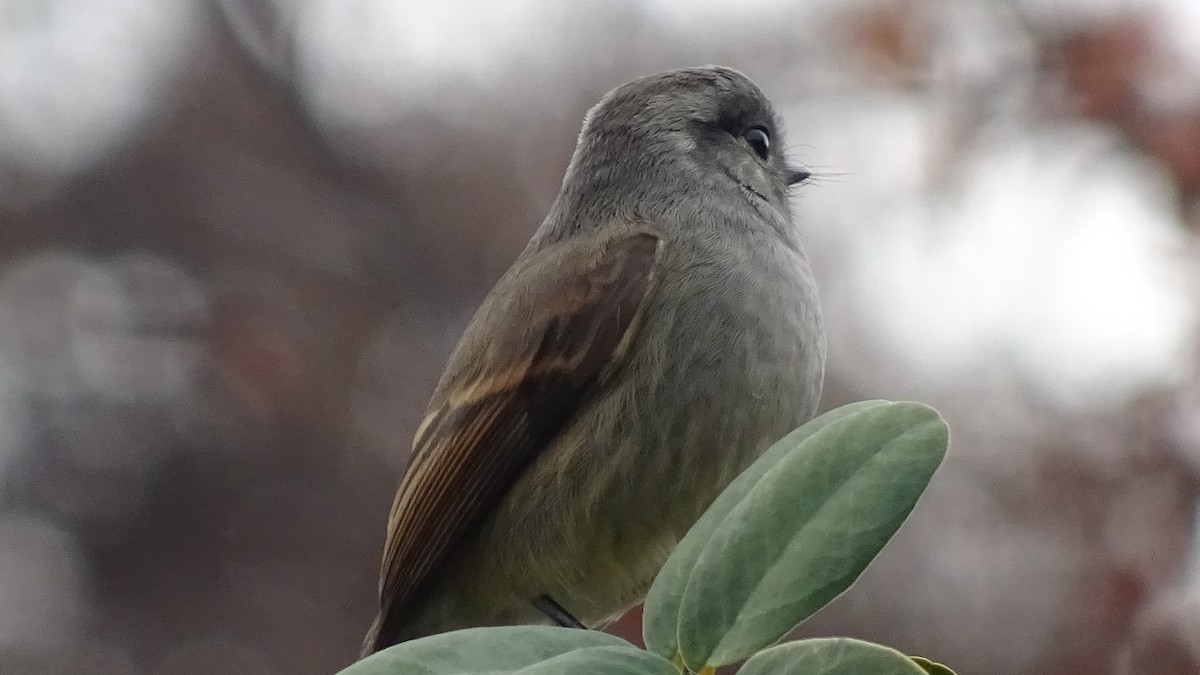 Pitajo de Patagonie - ML620646110