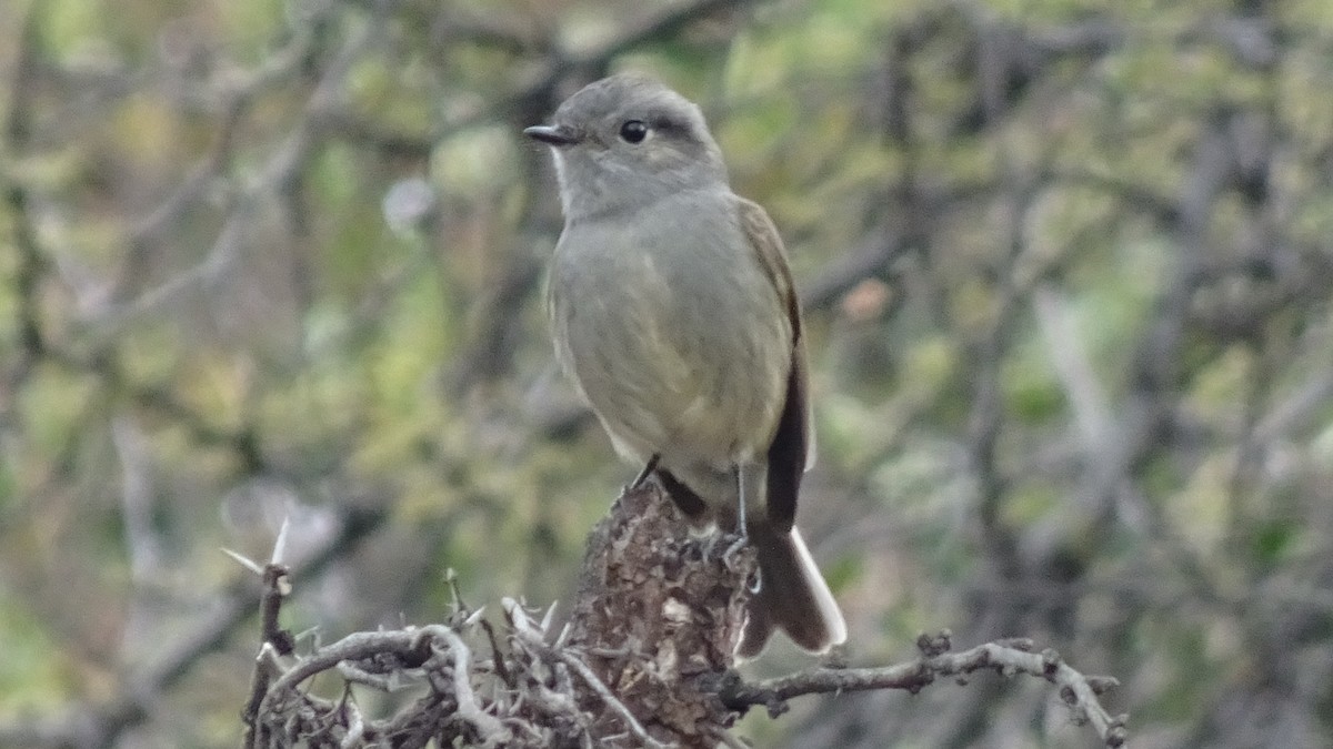 Pitajo de Patagonie - ML620646113