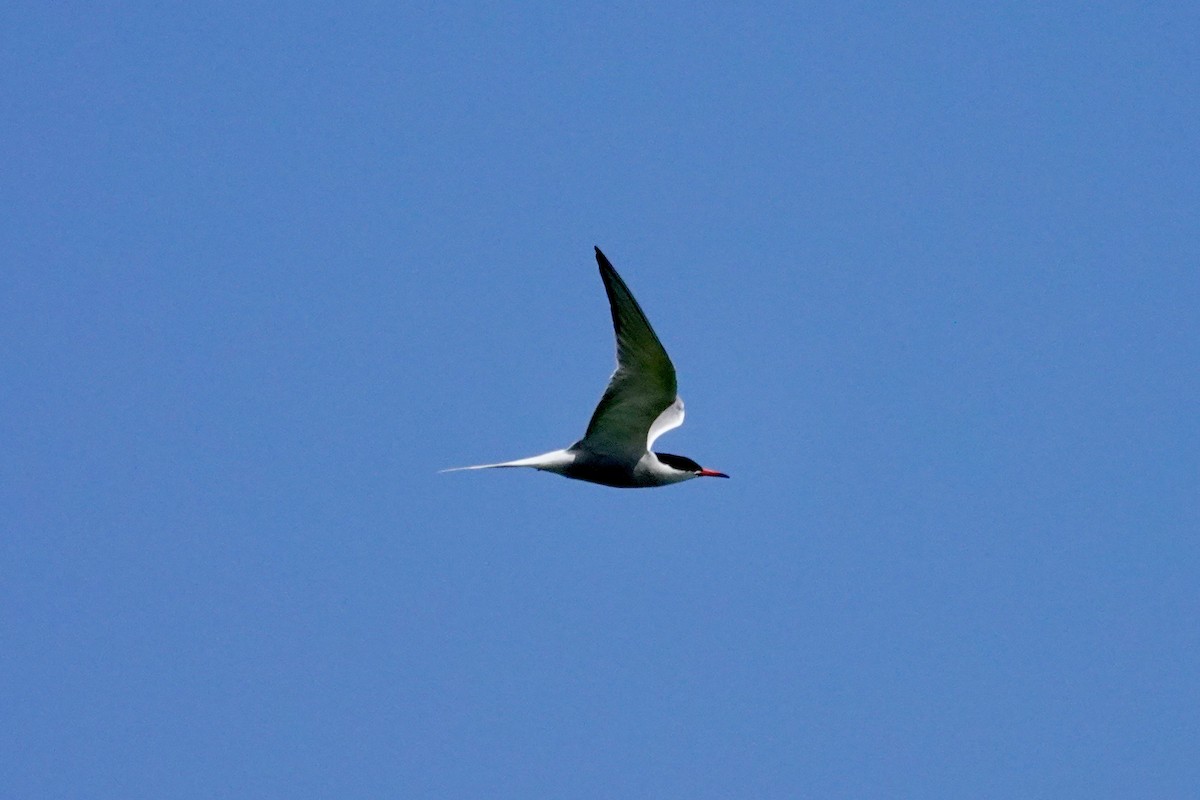 Common Tern - ML620646116