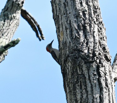 Red-bellied Woodpecker - ML620646118