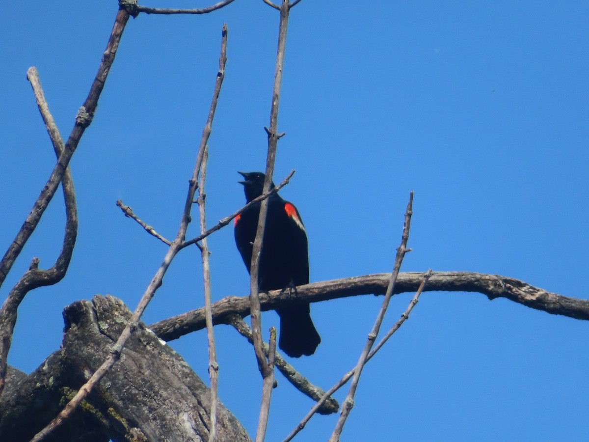 Red-winged Blackbird - Serge Benoit