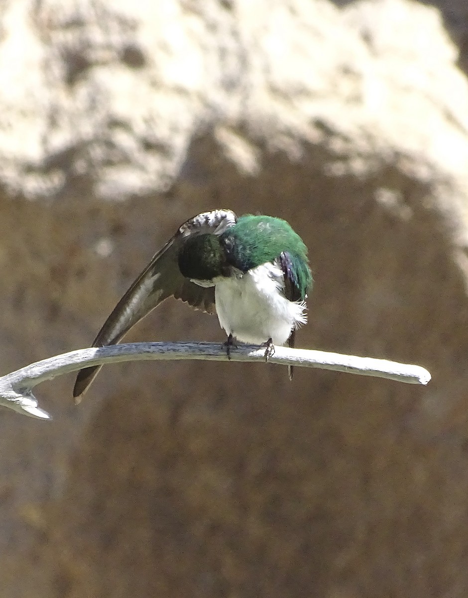 Violet-green Swallow - ML620646122