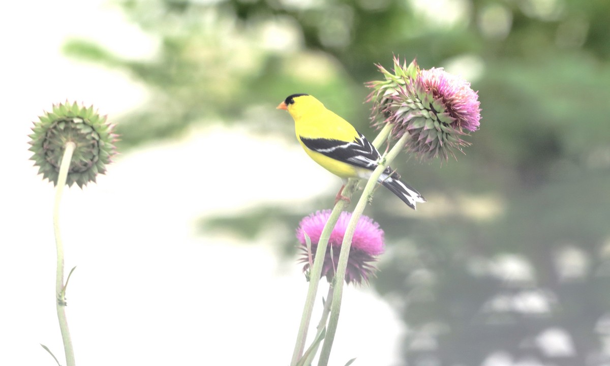 American Goldfinch - Charlotte Croshaw