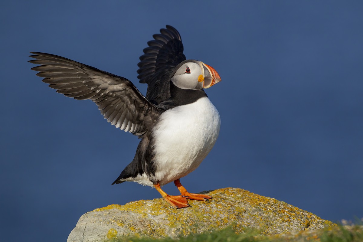 Atlantic Puffin - ML620646131