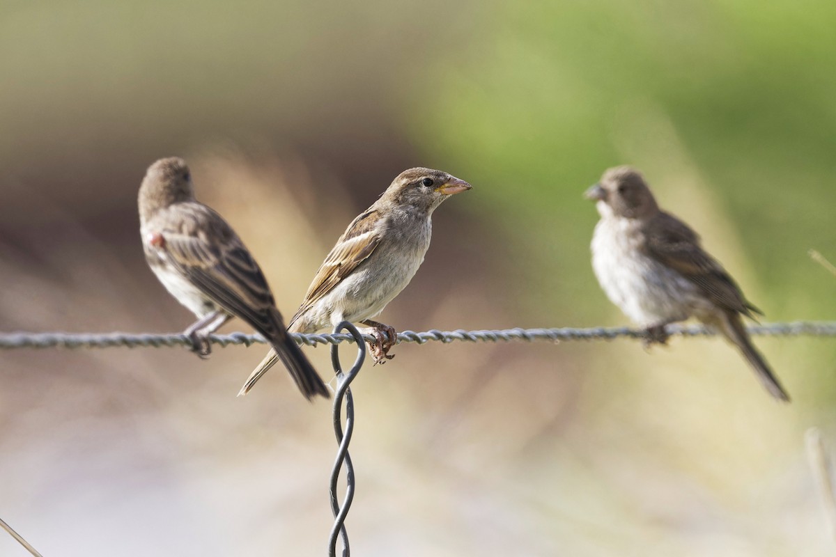 Moineau domestique - ML620646135