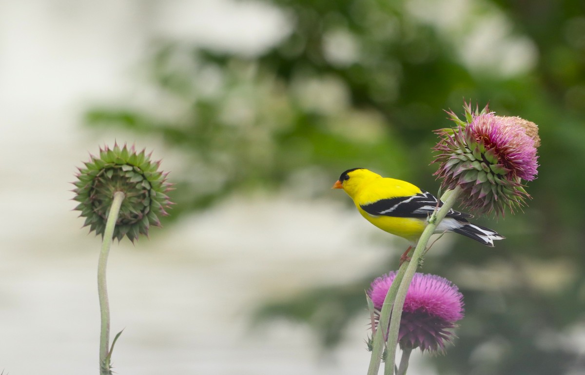 American Goldfinch - ML620646136