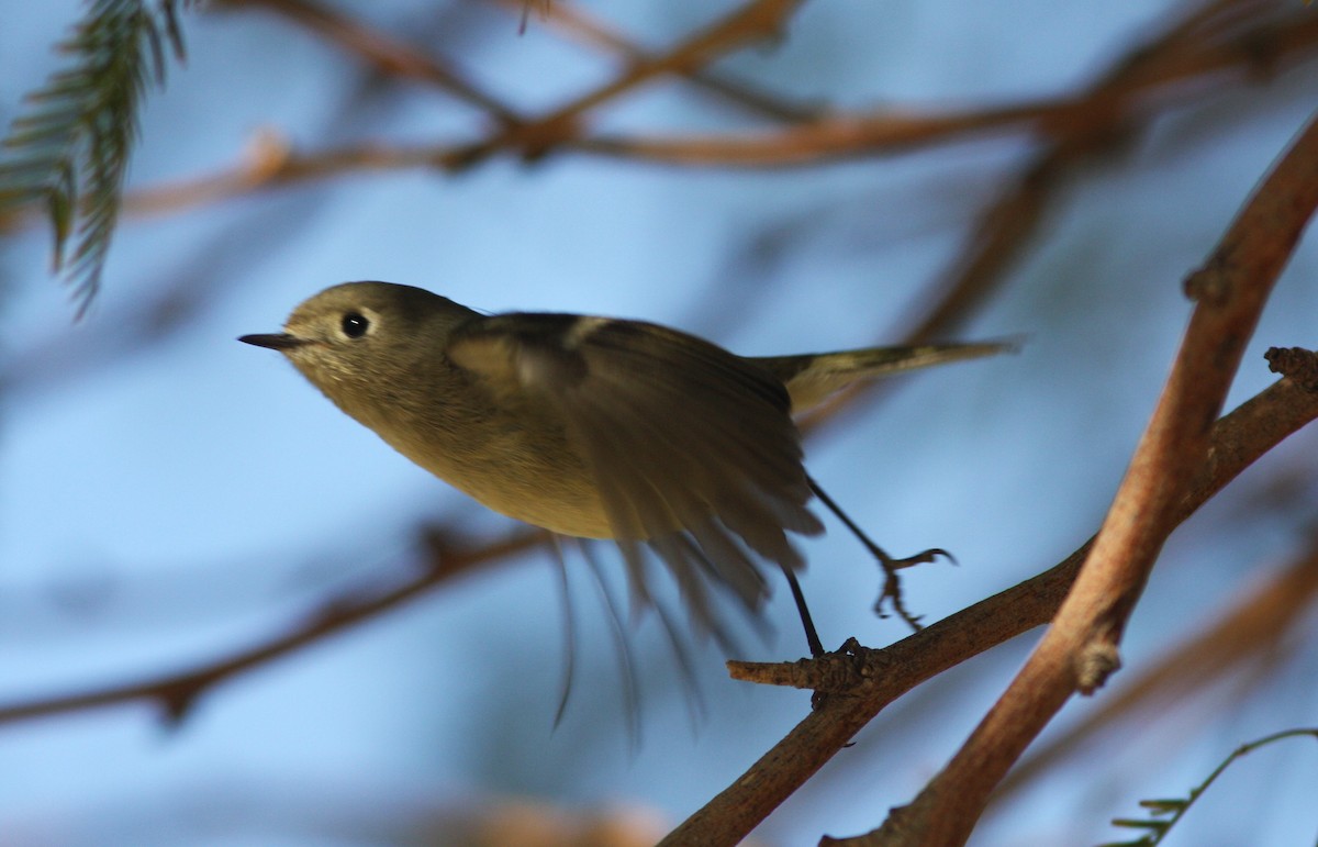 Ruby-crowned Kinglet - ML620646137